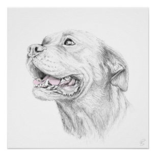 Póster Lealtad, Staffordshire Terrier americano
