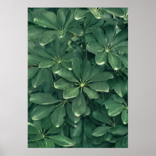 Póster Leaves closeup photo