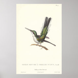 Póster Lección Rene Primevere - Hummingbird para la repro