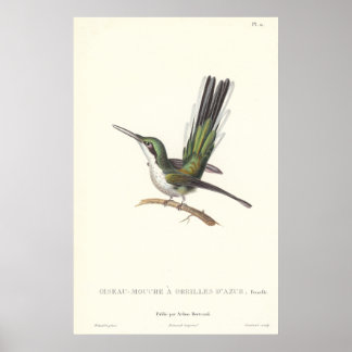 Póster Lección Rene Primevere - Hummingbird para la repro