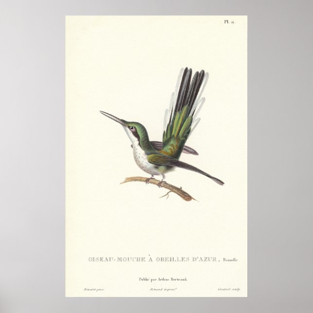 Póster Lección Rene Primevere - Hummingbird para la repro (Frente)