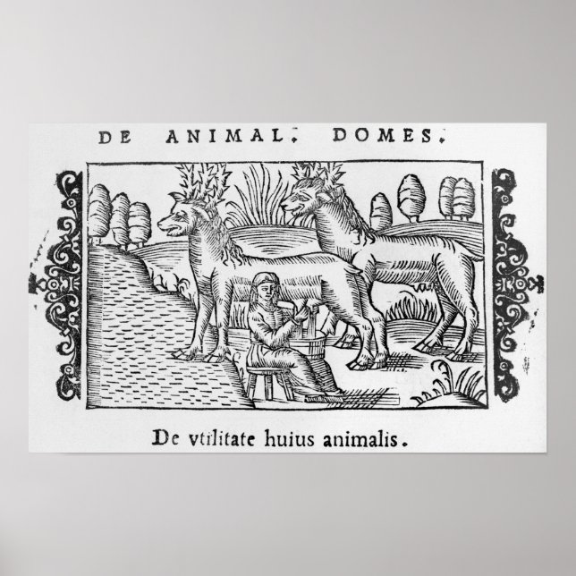 Póster Lechando renos (Frente)