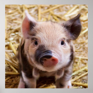 Póster lechón dulce