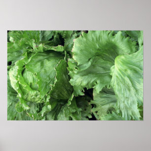 Póster Lechuga de iceberg deliciosa