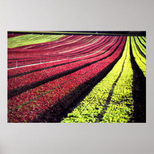 Póster Lechuga roja y verde, el condado de San