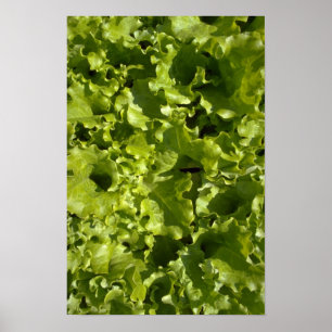 Póster Lechuga verde