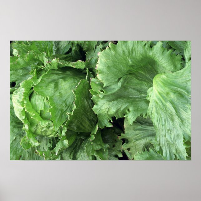 Póster Lechuga Yummy Iceberg (Frente)