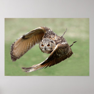 Póster Lechuza Águila En Vuelo