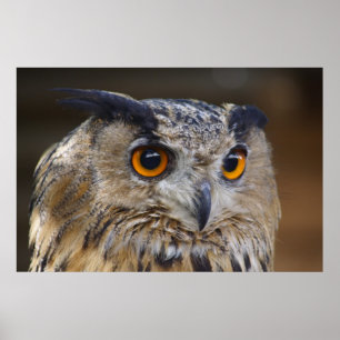 Póster Lechuza águila euroasiática