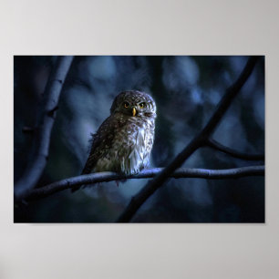 Póster Lechuza azul de medianoche