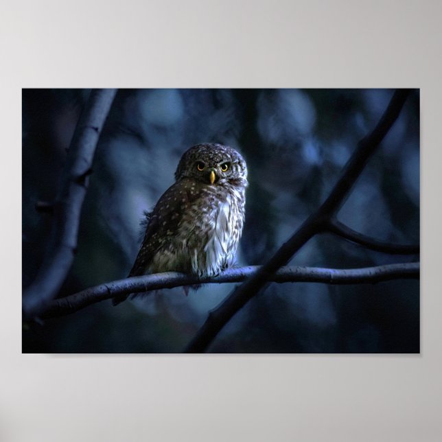 Póster Lechuza azul de medianoche (Frente)