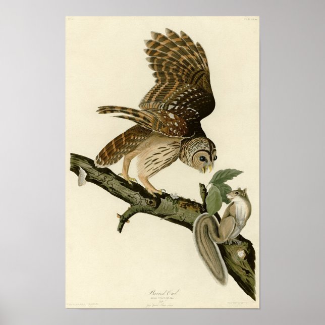 Póster Lechuza barata de Audubon (Frente)