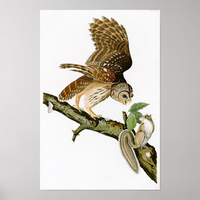 Póster Lechuza Barrada John James Audubon Aves de América (Frente)