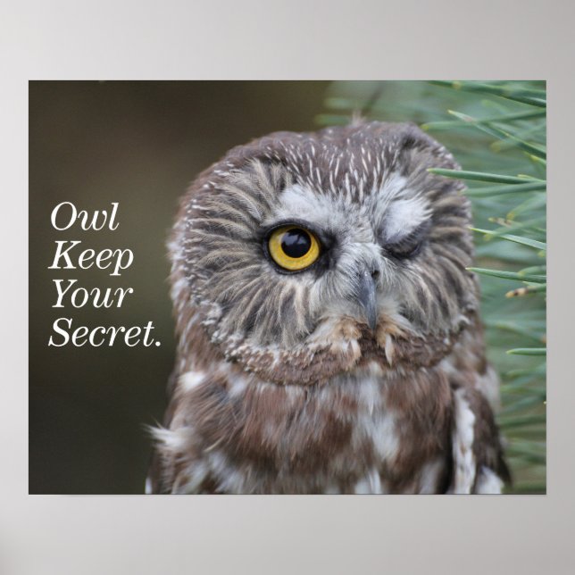 Póster Lechuza blanca (Frente)