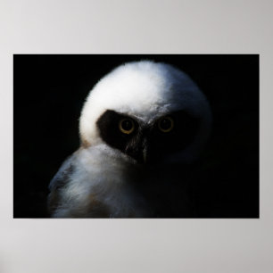 Póster Lechuza blanca difusa con mirada perniciosa