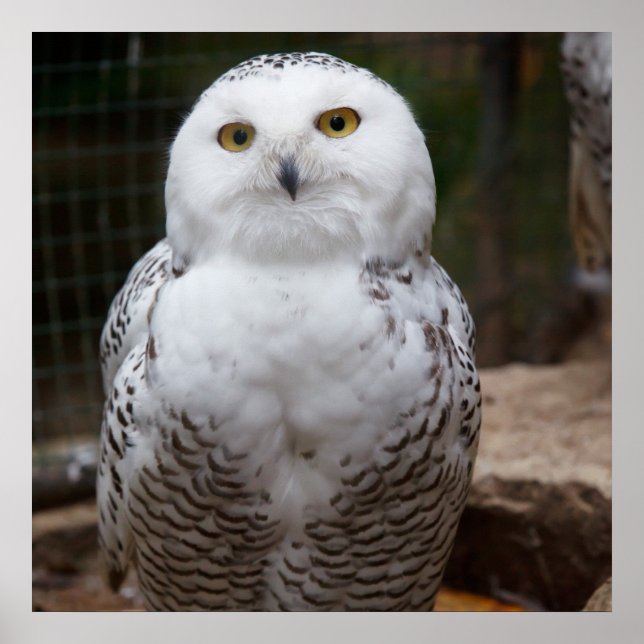 Póster Lechuza Blanca Magnífica (Frente)
