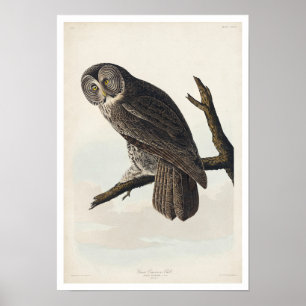 Póster Lechuza Cineal Grande de Audubon Poster