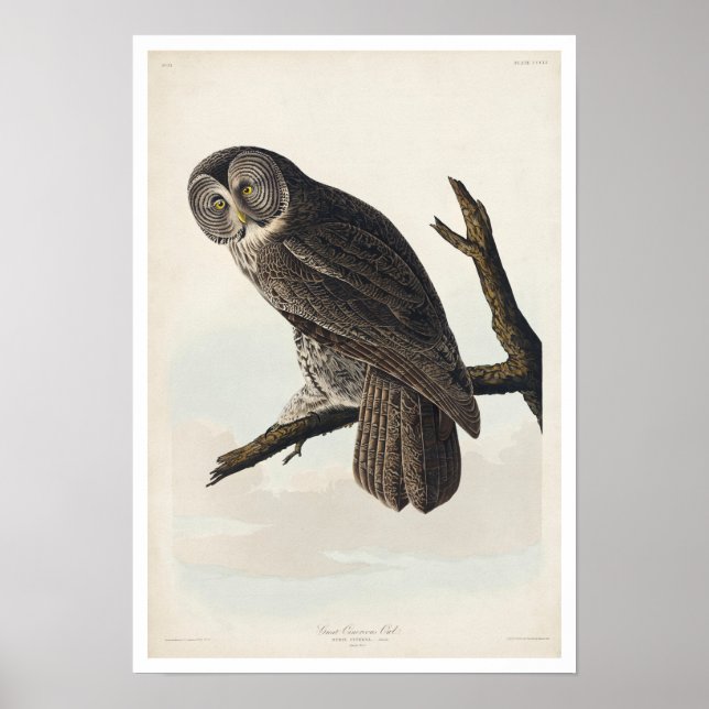 Póster Lechuza Cineal Grande de Audubon Poster (Frente)