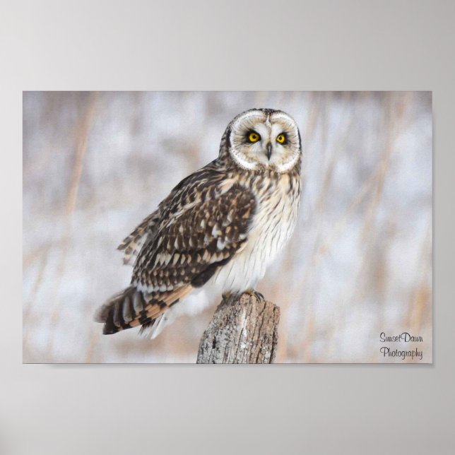 Póster Lechuza Corta (Frente)