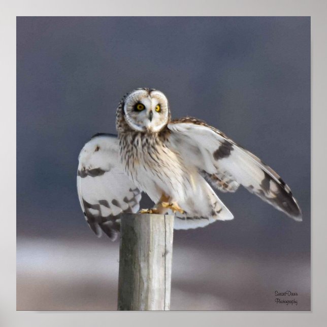 Póster Lechuza Corta 2 (Frente)