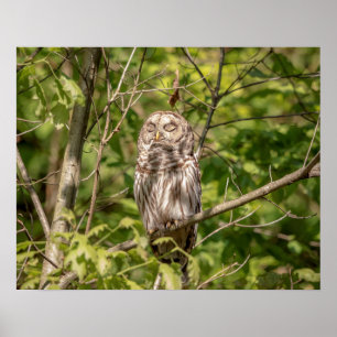 Póster Lechuza cortada 20x16