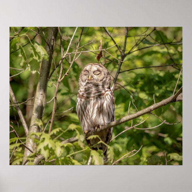 Póster Lechuza cortada 20x16 (Frente)