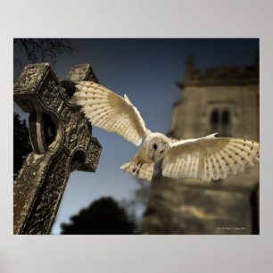 Póster Lechuza de granero (Tyto alba) en un cementerio en