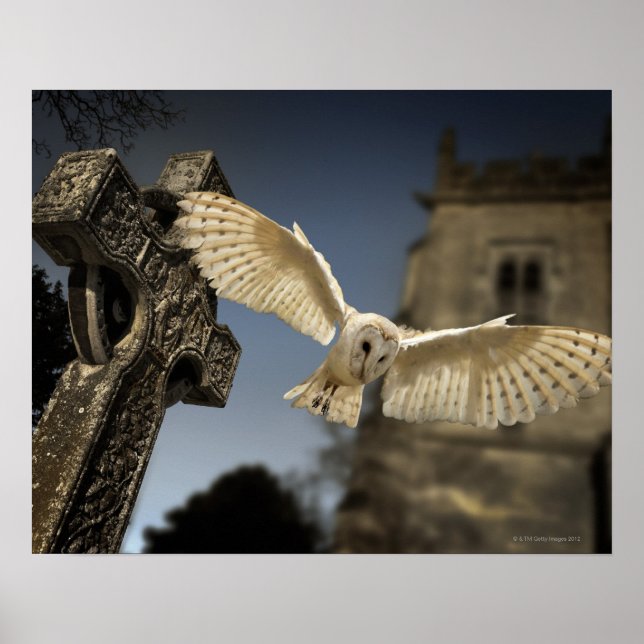 Póster Lechuza de granero (Tyto alba) en un cementerio en (Frente)