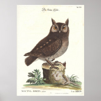 Póster Lechuza de guiñada oriental Catesby Seligman Repro
