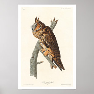 Póster Lechuza de orejas largas, de Audubon Poster