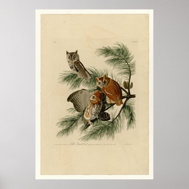 Póster Lechuza de pequeño grito (Frente)