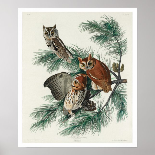 Póster Lechuza de pequeño grito de Audubon Poster (Frente)