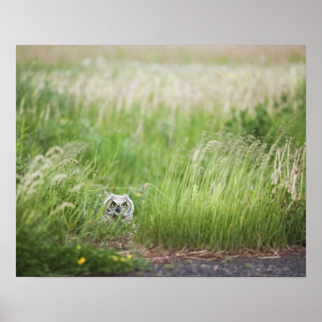 Póster Lechuza En La Hierba (Frente)