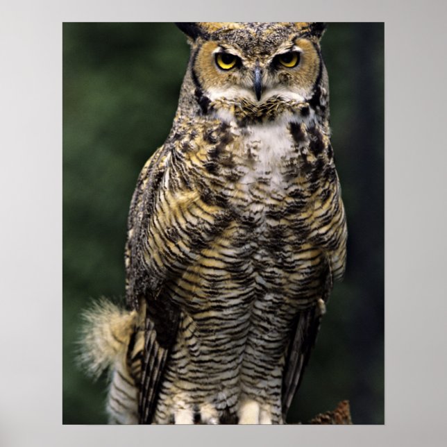 Póster Lechuza Horneada Grande (Bubo virginianus), cuerpo (Frente)