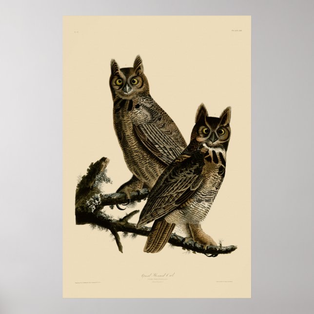 Póster Lechuza Horneada Grande de John James Audubon (Frente)