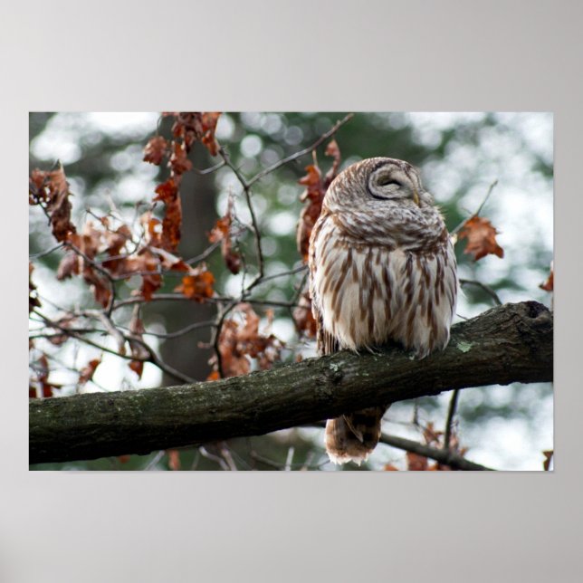 Póster Lechuza optimista (Frente)