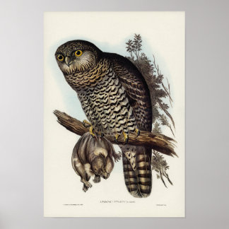 Póster Lechuza poderosa de Elizabeth Gould