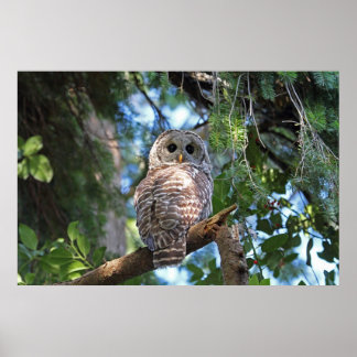 Póster Lechuza salvaje mirando fijamente el bosque