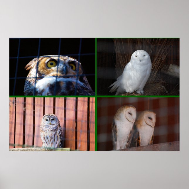 Póster Lechuzas (Frente)