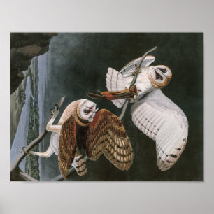 Póster Lechuzas comunes, los pájaros de América John