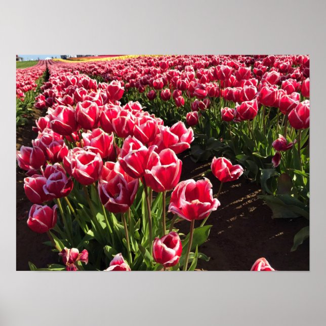 Póster Leen Van Der Mark Tulips, Oregón (Frente)