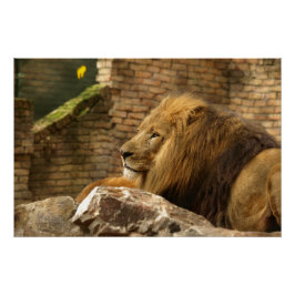 Póster Leeuw, Lion