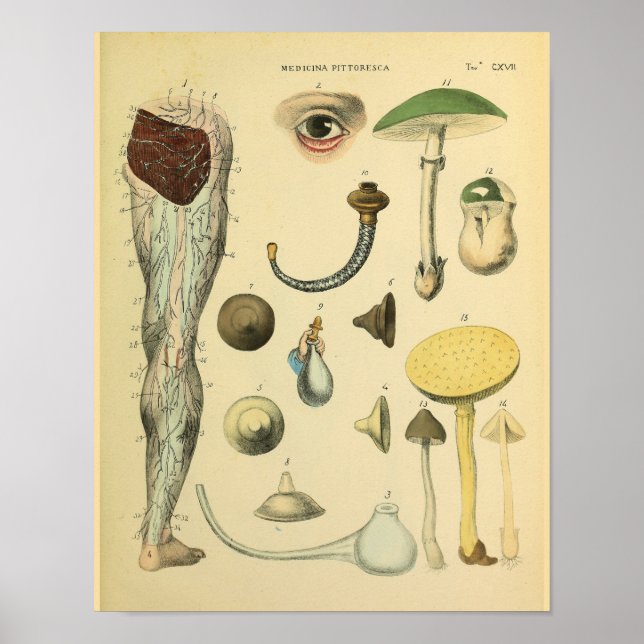 Póster Leg Nerves Anatomy Vintage Medical Art Print (Frente)