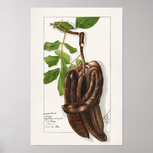 Póster Legume (Ceratonia Siliqua L.) Pintura de frutas (Frente)