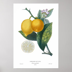 Póster Lemon