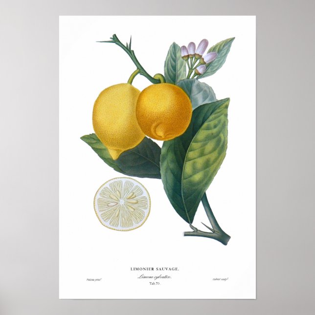 Póster Lemon (Frente)