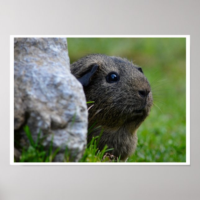 Póster Lemon Agouti Guinea Cerdo al aire libre (Frente)