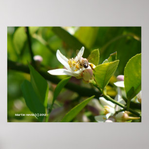 Póster Lemon Blossom Bee (2)