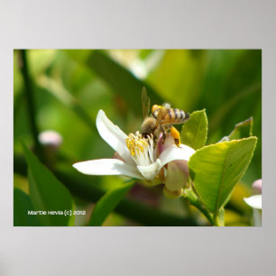 Póster Lemon Blossom Bee (3)