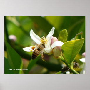 Póster Lemon Blossom Bee (3)